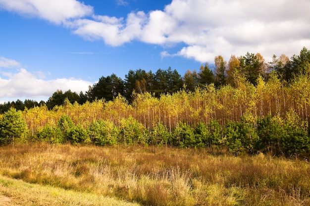 Arbres à feuilles caduques poussant à l'automne de l'année