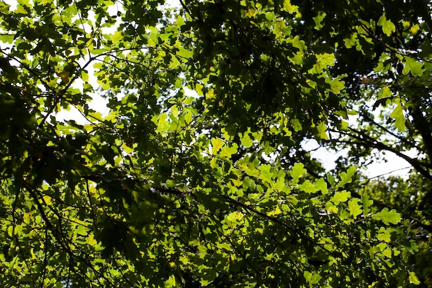 Arbres à feuilles caduques poussant dans le parc en été