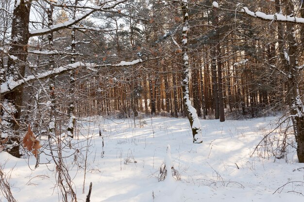 Arbres à feuilles caduques sans feuillage en hiver