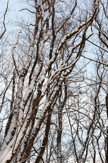 Arbres à feuilles caduques sans feuillage en saison hivernale, arbres dénudés recouverts de neige après les chutes de neige et les blizzards, un véritable phénomène naturel