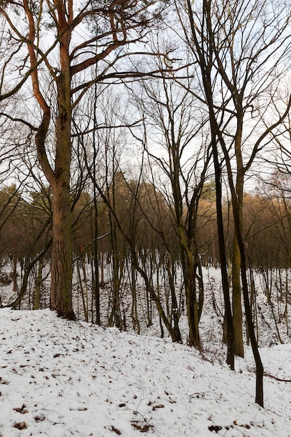 Arbres à feuilles caduques sans feuilles en hiver. Sur le sol, la neige dérive après une chute de neige