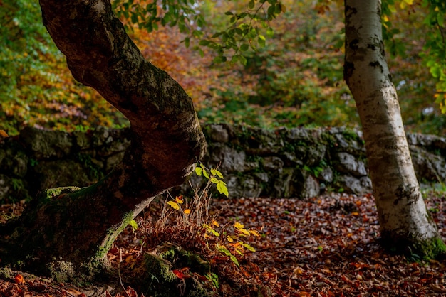 Les arbres avec des feuilles colorées