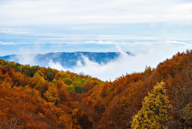 Arbres et feuilles colorés en automne dans le parc naturel du Montseny à Barcelone, Espagne.