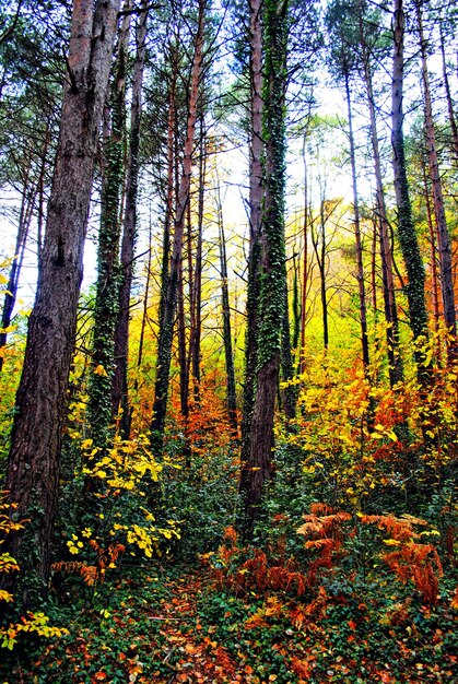 Arbres et feuilles colorés en automne dans le parc naturel du Montseny à Barcelone, Espagne.