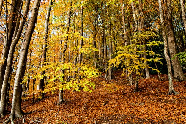 Arbres et feuilles colorés en automne dans le parc naturel du Montseny à Barcelone, Espagne .