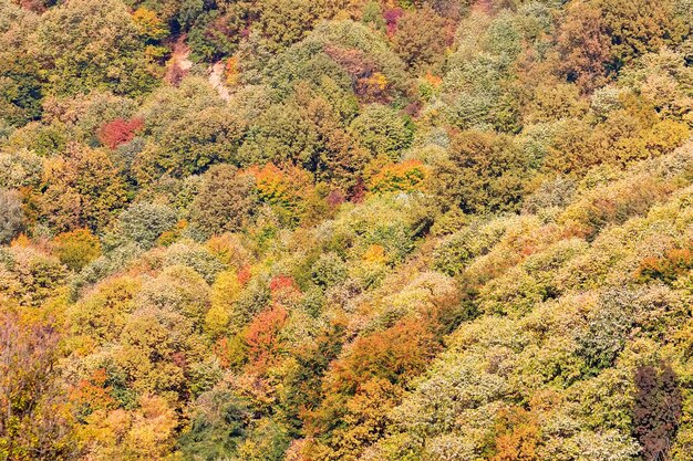 Arbres et feuilles colorés de forêt d'automne, arbres d'automne de fond, modèle de texture d'automne