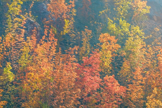 Arbres et feuilles colorés de forêt d'automne, arbres d'automne de fond, modèle de texture d'automne