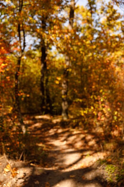 arbres à feuilles jaunes et vertes d'automne