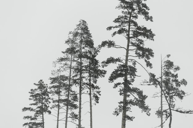 Arbres à feuilles persistantes givrés