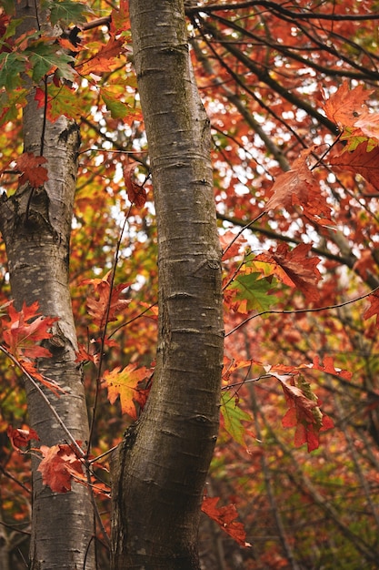 arbres à feuilles rouges dans la montagne en automne