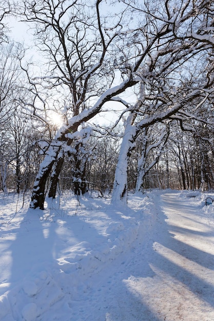 Arbres feuillus en hiver après une chute de neige