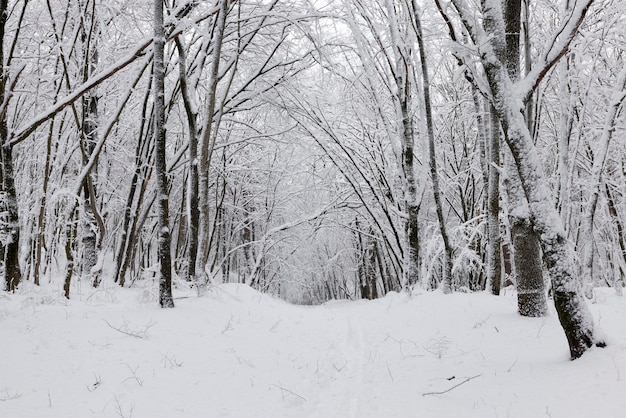 Arbres feuillus en hiver après une chute de neige