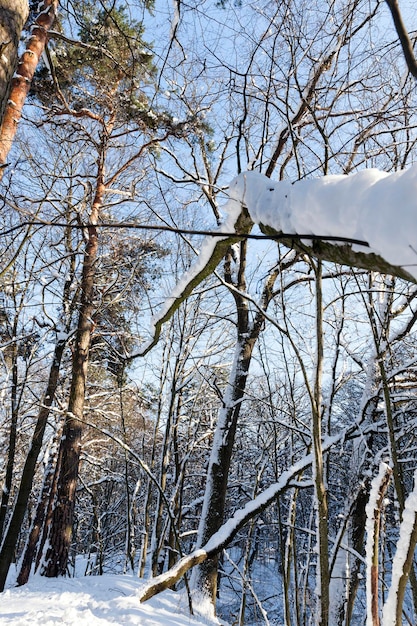 Arbres feuillus recouverts de neige en hiver