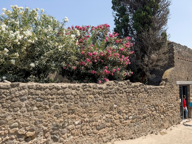 Les arbres fleuris dans les ruines de Pompéi