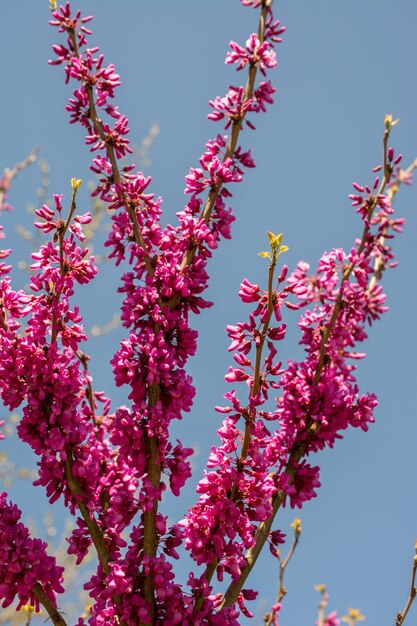 Les arbres fleurissent Les belles fleurs au printemps