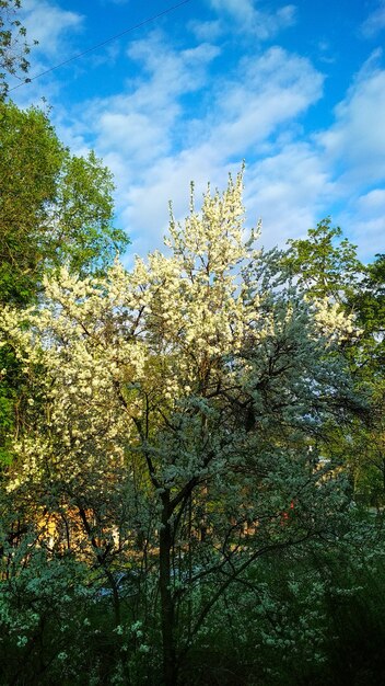 Les arbres fleurissent magnifiquement au printemps