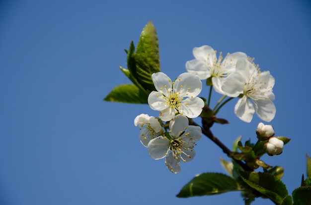 Arbres en fleurs. Abeille sur une fleur blanche. Branche d&#39;un arbre à fleurs blanches