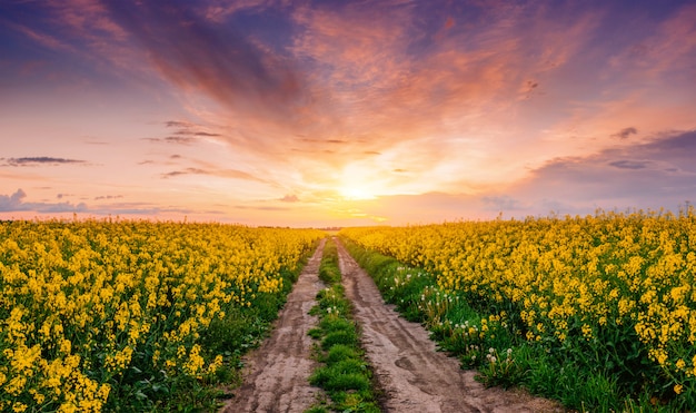 Arbres en fleurs au coucher du soleil dans les montagnes