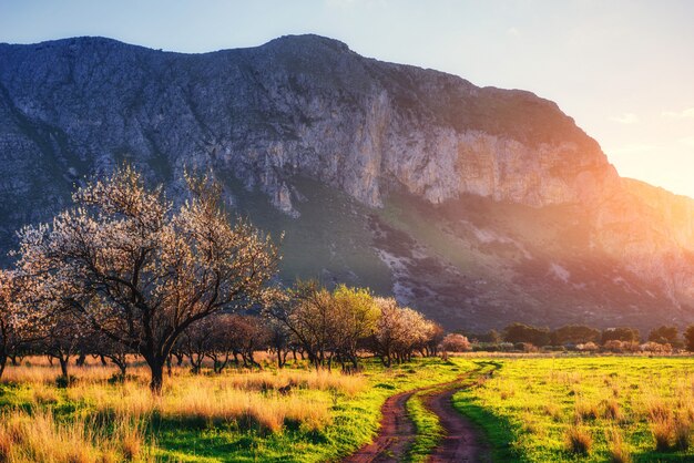 Arbres en fleurs au coucher du soleil dans les montagnes