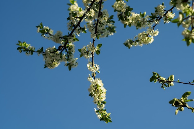 Arbres en fleurs au printemps blanc