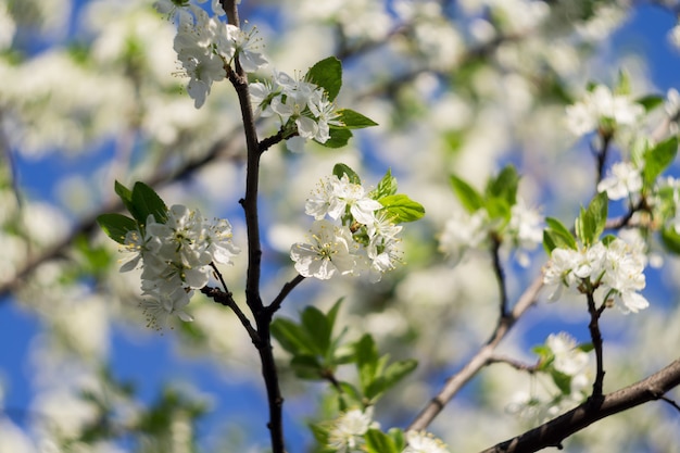 Arbres en fleurs au printemps blanc