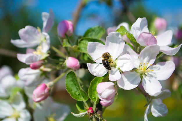 Arbres en fleurs au printemps Usine de miel de couleur pomme
