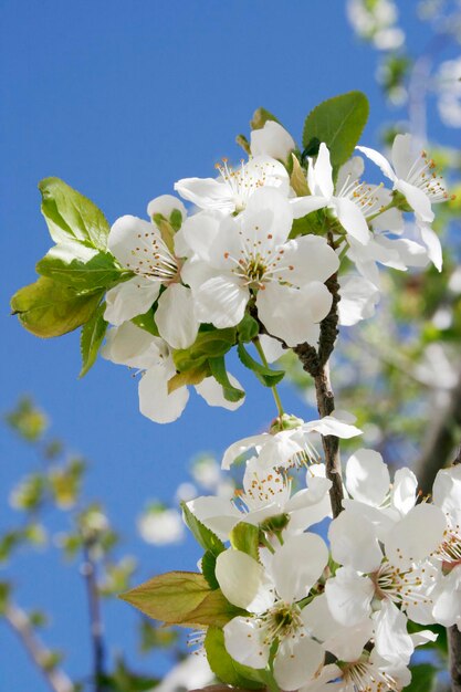 arbres en fleurs au printemps