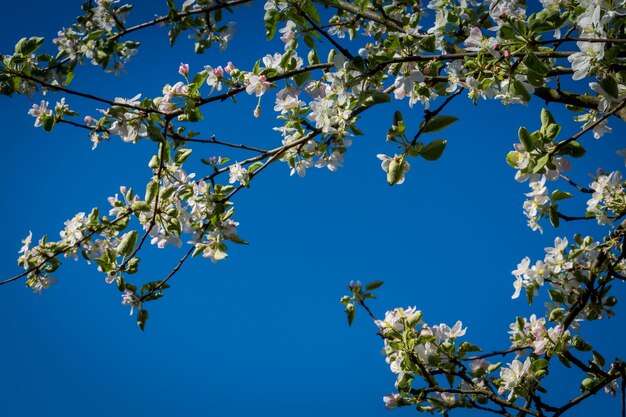 Arbres en fleurs d'un blanc doux sur le ciel bleu clair