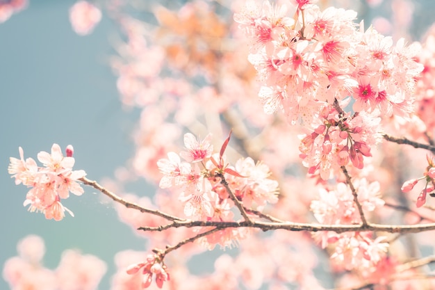 Arbres de fleurs de cerisier au printemps