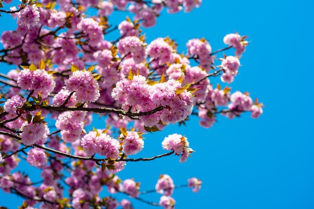 Arbres de fleurs de cerisier fond de printemps du festival de sakura avec des fleurs de printemps de la branche de sakura en fleurs roses