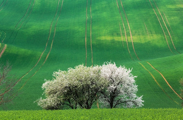 Arbres en fleurs contre des champs verts au printemps en Moravie du Sud