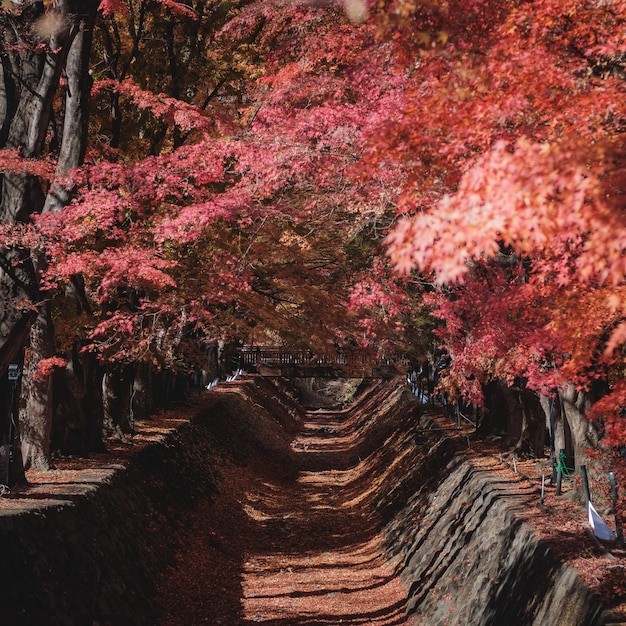 Photo des arbres en fleurs dans le parc en automne