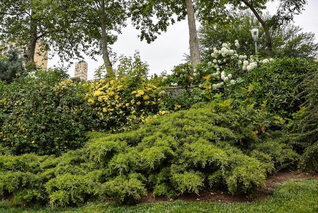 Arbres et fleurs dans un parc à Bakou Azerbaïdjan Mai 2019