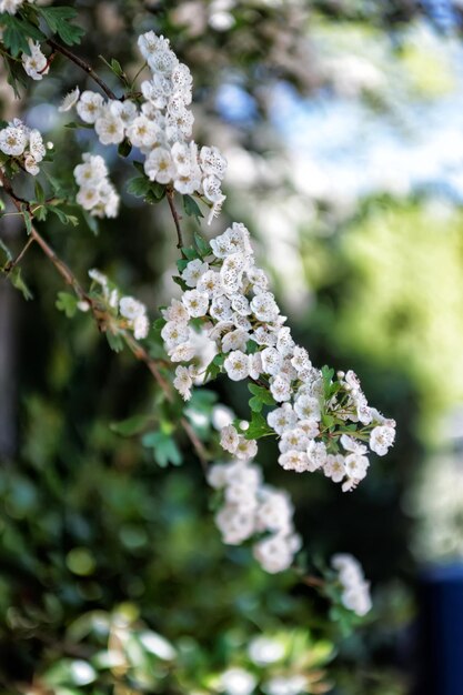 Arbres en fleurs dans le parc du château de Leeds dans le Kent au Royaume-Uni.