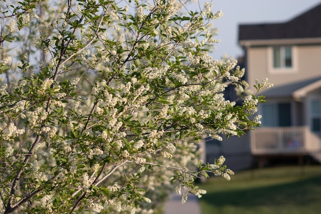 Arbres en fleurs dans la rue au printemps