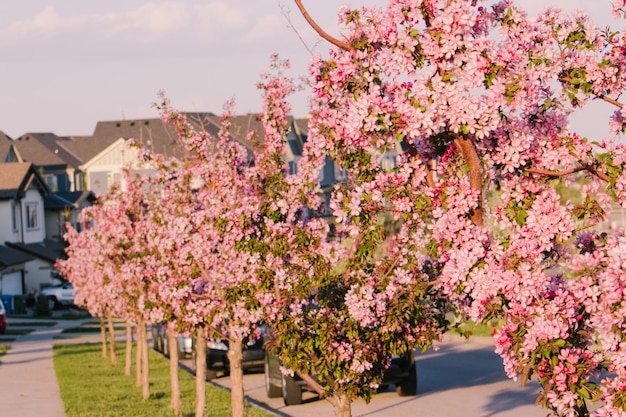 Arbres en fleurs dans la rue au printemps