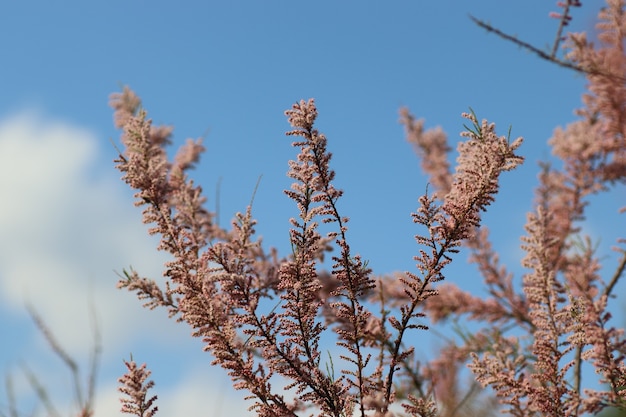 arbres en fleurs le début de la saison chaude