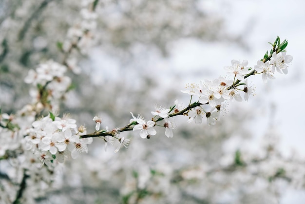 Arbres en fleurs avec des fleurs blanches dans le jardin