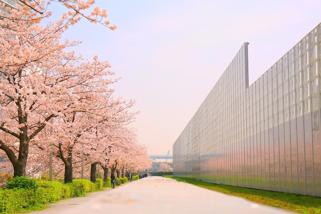 Des arbres en fleurs avec des fleurs roses