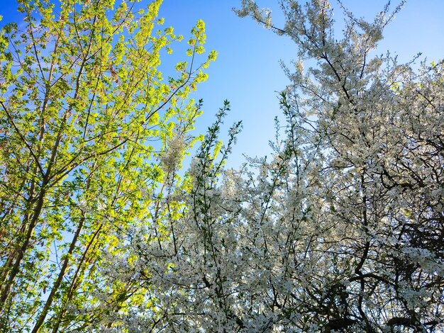 Arbres en fleurs sur le pré de printemps sur fond de ciel bleu clair