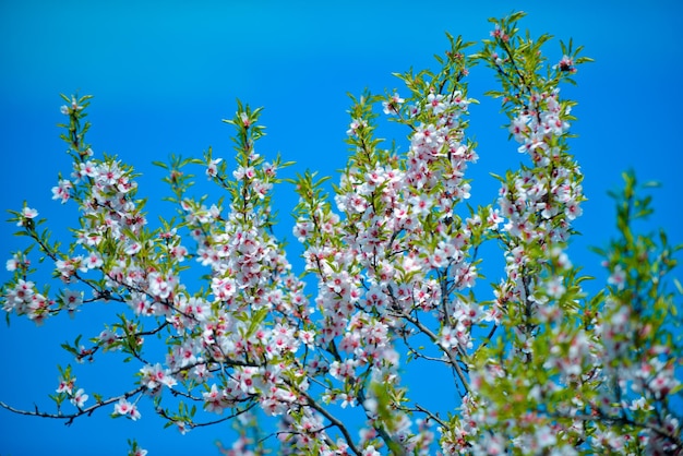 Arbres en fleurs de printemps belle nature arbre en fleurs fleurs de printemps