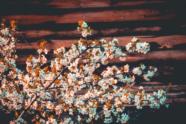 Arbres en fleurs de printemps blanc rétro