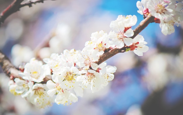 Arbres à fleurs de printemps. Jardin fleuri. Nature de la mise au point sélective