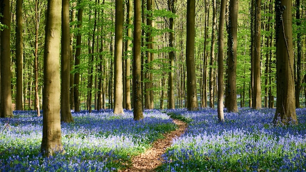 Arbres et fleurs qui poussent dans les hallerbos