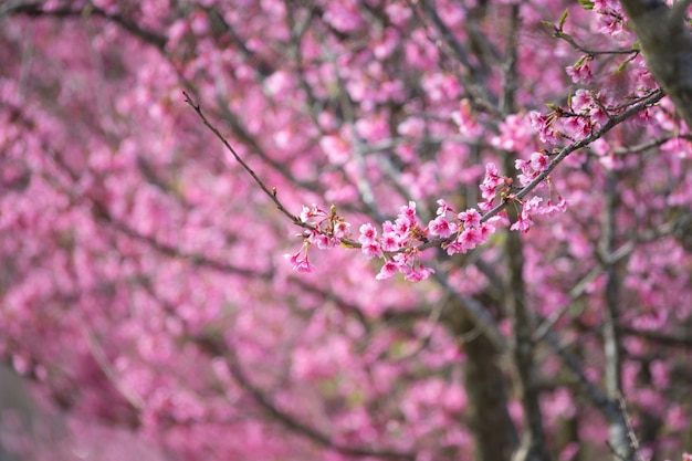 Arbres en fleurs roses en fleurs