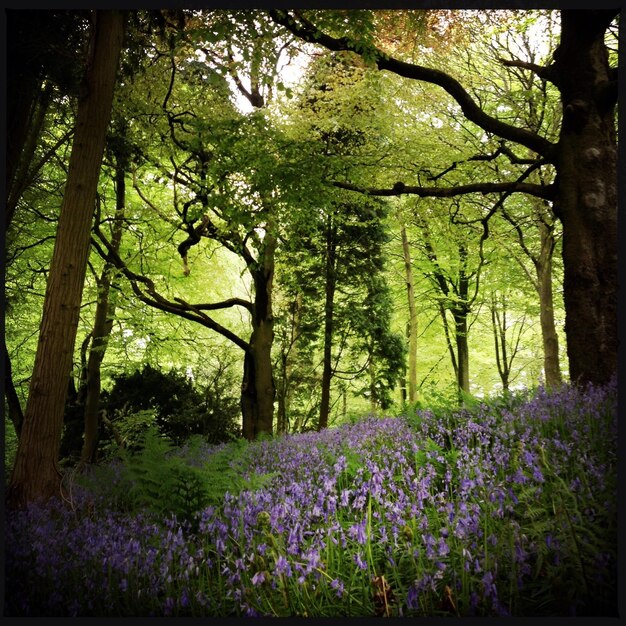 Photo des arbres et des fleurs violettes dans la forêt