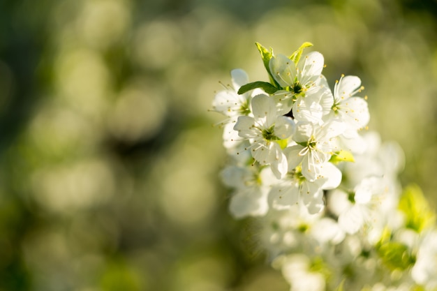 Arbres à la floraison blanche au printemps