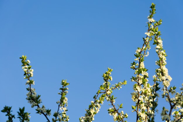 Arbres à la floraison blanche au printemps