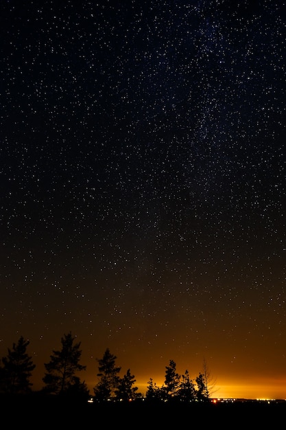 Arbres sur fond de ciel étoilé de nuit