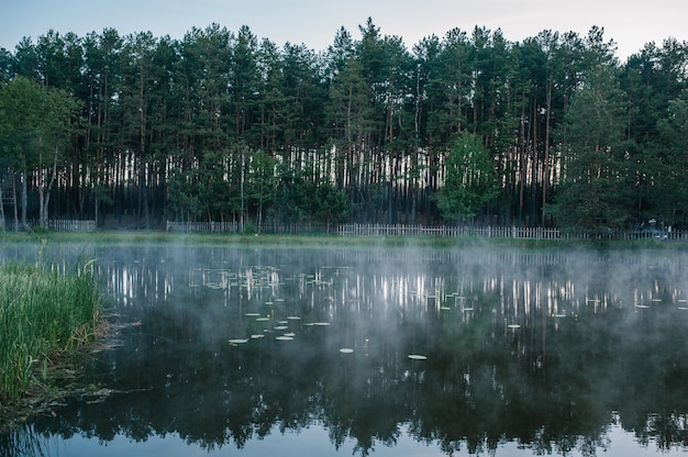 Arbres sur fond de lacs et de nature avec brume